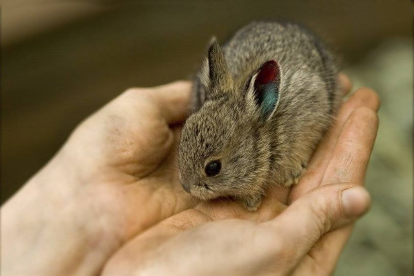 Loài thỏ độc lạ có kích thước siêu nhỏ chỉ bằng một nắm tay  - Ảnh 3.