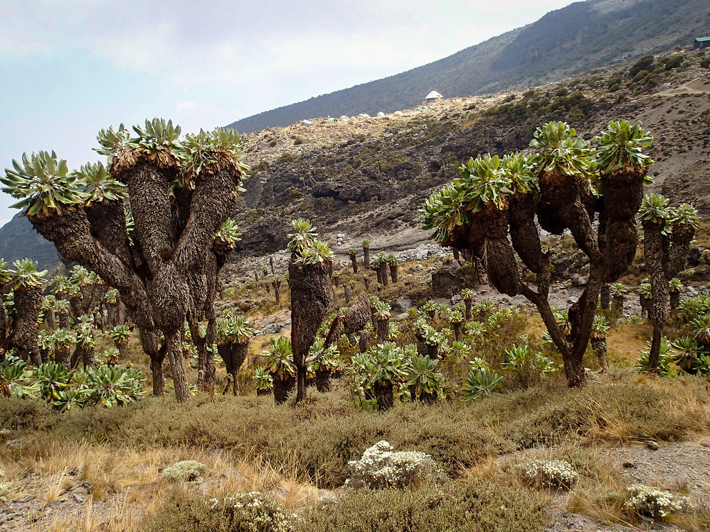 Bí ẩn về loài cây có từ thời tiền sử vẫn sống khỏe tại châu Phi - Ảnh 5.