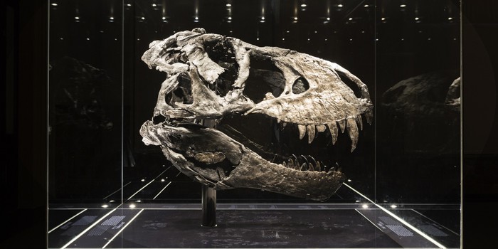 Hai chân trước có kích thước tí hon của khủng long Tyrannosaurus rex có tác dụng gì? - Ảnh 3.