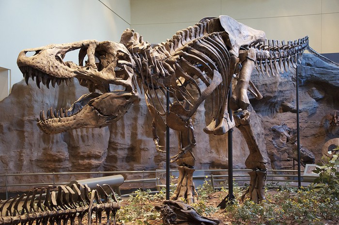 Hai chân trước có kích thước tí hon của khủng long Tyrannosaurus rex có tác dụng gì? - Ảnh 1.