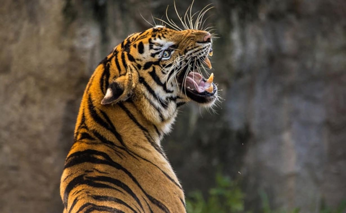 Việc giết một loài ăn thịt lớn khác bằng vũ khí trước mặt một con hổ có khiến nó sợ con người không? - Ảnh 7.