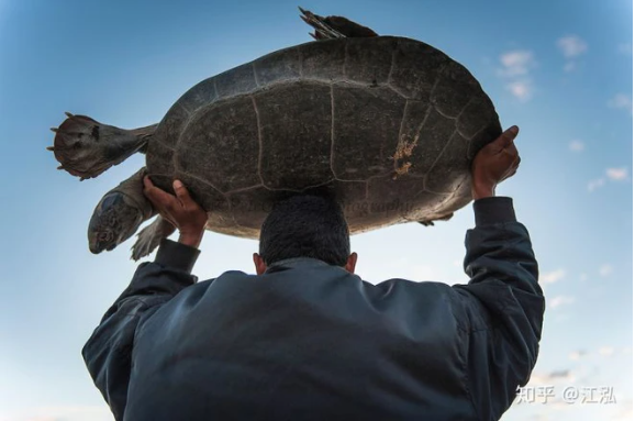 Cứ ngỡ cụ rùa Tây Du Ký là tưởng tượng, hóa ra bản real dài 5m từng sống trên Trái đất - Ảnh 6.