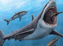 Cá mập megalodon là loài máu nóng