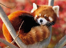 Có thể bạn đã nhầm, biểu tượng của Firefox không phải là 'con cáo'