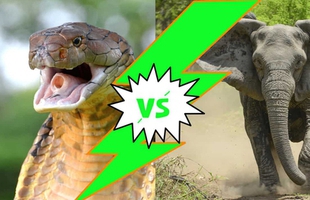 Liệu rắn hổ mang chúa có thể cắn chết được voi châu Phi?