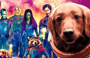 Giải mã thân phận của chú chó đáng yêu chiếm trọn spotlight trong Guardians of the Galaxy 3
