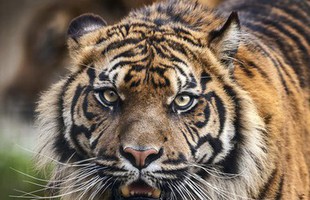 Việc giết một loài ăn thịt lớn khác bằng vũ khí trước mặt một con hổ có khiến nó sợ con người không?