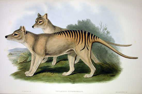 Cứ ngỡ đã tuyệt chủng từ những năm 1930, nhưng có lẽ hổ Tasmania vẫn còn tồn tại đâu đó ngoài kia - Ảnh 2.