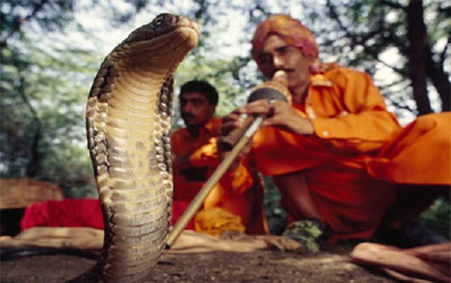 Giải mã bí mật đằng sau màn ảo thuật điều khiển rắn hổ mang bằng kèn của phù thủy rắn Ấn Độ - Ảnh 1.