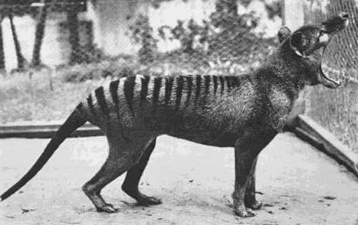 Cứ ngỡ đã tuyệt chủng từ những năm 1930, nhưng có lẽ hổ Tasmania vẫn còn tồn tại đâu đó ngoài kia - Ảnh 14.