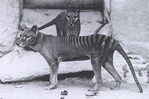 Cứ ngỡ đã tuyệt chủng từ những năm 1930, nhưng có lẽ hổ Tasmania vẫn còn tồn tại đâu đó ngoài kia - Ảnh 11.