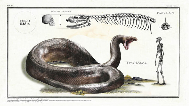 Kể tên những loài bò sát khổng lồ từng ăn thịt cá voi thời tiền sử - Ảnh 1.