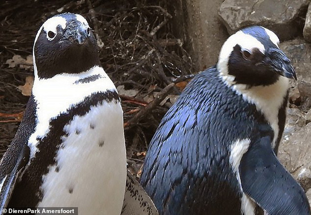 Drama sở thú: Cặp cánh cụt đồng tính đực trộm trứng của đôi cánh cụt đồng tính cái về ấp, nhưng đời không như mơ - Ảnh 1.