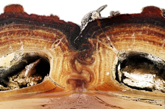 Đây là loài bọ mình đồng da sắt của thế giới tự nhiên, ô tô 1,6 tấn cán không chết - Ảnh 2.
