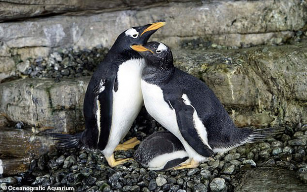 Drama sở thú: Cặp cánh cụt đồng tính đực trộm trứng của đôi cánh cụt đồng tính cái về ấp, nhưng đời không như mơ - Ảnh 3.
