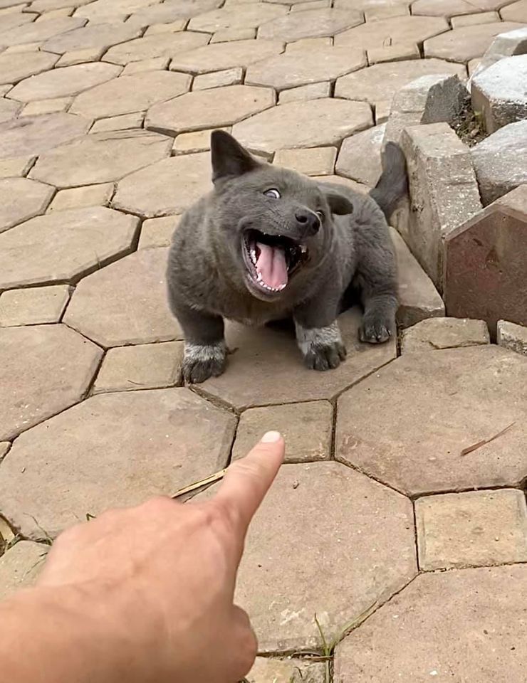 Idol Nguyễn Văn Dúi gây sốc với ngoại hình già nua, béo phệ và lại còn bị xích cổ đáng thương? - Ảnh 1. Idol Nguyễn Văn Dúi gây sốc với ngoại hình già nua, béo phệ và lại còn bị xích cổ đáng thương? - Ảnh 1.