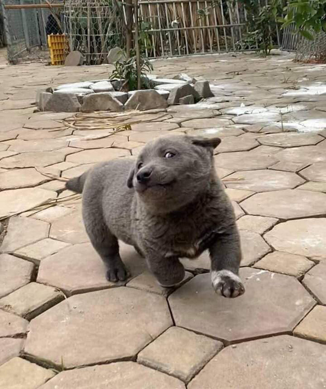 Idol Nguyễn Văn Dúi gây sốc với ngoại hình già nua, béo phệ và lại còn bị xích cổ đáng thương? - Ảnh 2. Idol Nguyễn Văn Dúi gây sốc với ngoại hình già nua, béo phệ và lại còn bị xích cổ đáng thương? - Ảnh 2.