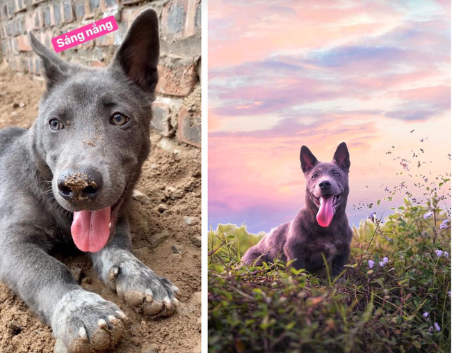 Idol Nguyễn Văn Dúi gây sốc với ngoại hình già nua, béo phệ và lại còn bị xích cổ đáng thương? - Ảnh 3. Idol Nguyễn Văn Dúi gây sốc với ngoại hình già nua, béo phệ và lại còn bị xích cổ đáng thương? - Ảnh 3.