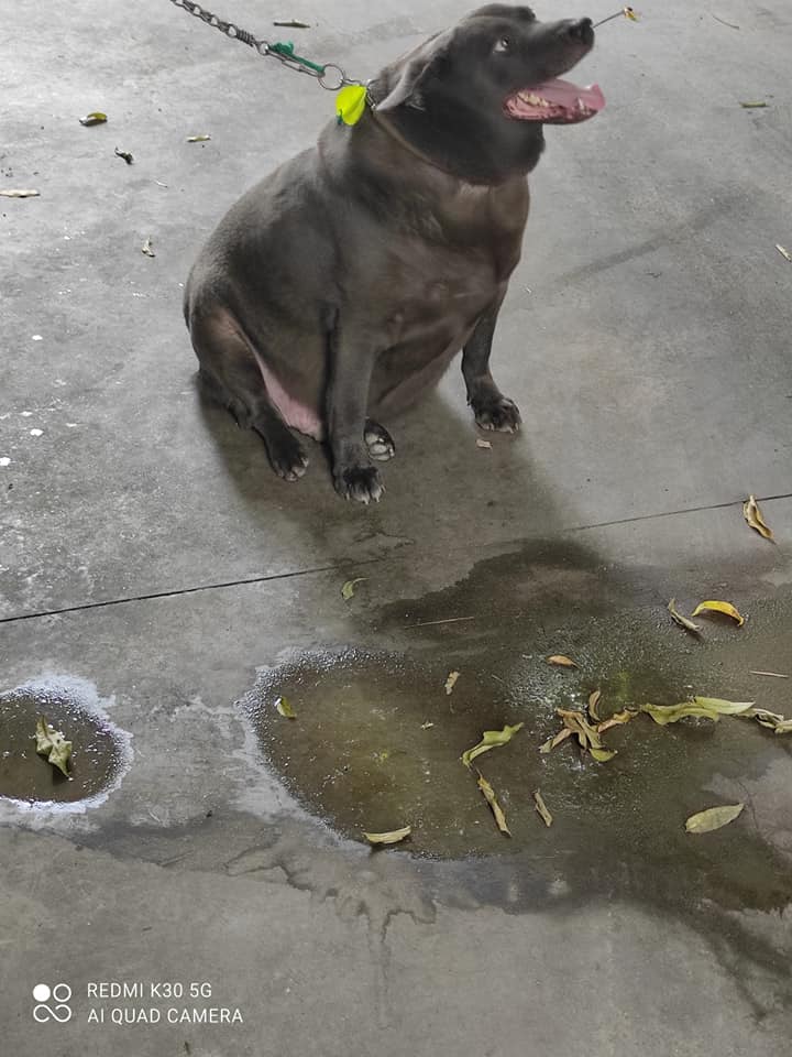 Idol Nguyễn Văn Dúi gây sốc với ngoại hình già nua, béo phệ và lại còn bị xích cổ đáng thương? - Ảnh 5. Idol Nguyễn Văn Dúi gây sốc với ngoại hình già nua, béo phệ và lại còn bị xích cổ đáng thương? - Ảnh 5.