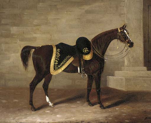 Những chiến mã nổi tiếng thế giới: Có cả loài ngựa giúp Napoleon đánh bại cả châu Âu - Ảnh 8.