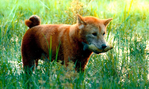 Vừa xuất hiện, hình ảnh Cậu Vàng khiến dân mạng tranh cãi: Trông không có vẻ gì đói nghèo, khổ sở - Ảnh 2.