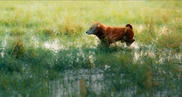 Vừa xuất hiện, hình ảnh Cậu Vàng khiến dân mạng tranh cãi: Trông không có vẻ gì đói nghèo, khổ sở - Ảnh 5.