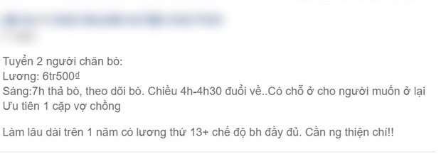 Tuyển người chăn bò với mức lương ngang nhân viên văn phòng, bài đăng khiến cộng đồng mạng xôn xao bàn tán - Ảnh 2.