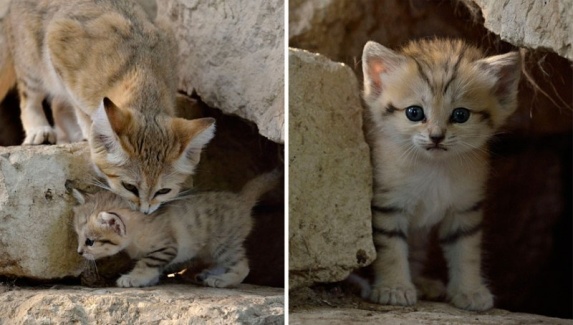 Sự thật thú vị về Mèo Cát - loài tiểu hổ duy nhất có thể sống trên sa mạc - Ảnh 3.