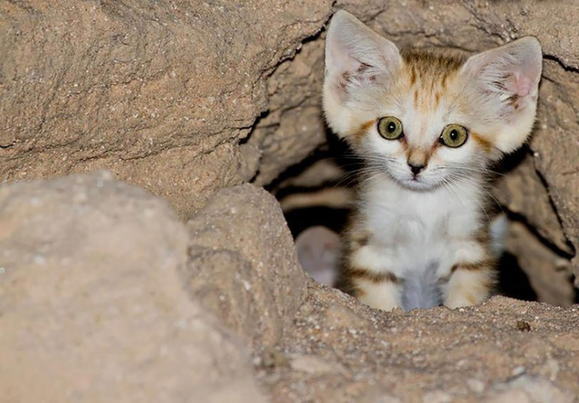 Sự thật thú vị về Mèo Cát - loài tiểu hổ duy nhất có thể sống trên sa mạc - Ảnh 4.