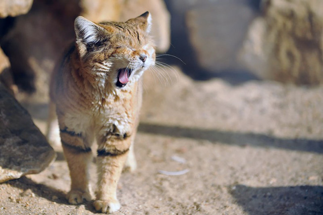 Sự thật thú vị về Mèo Cát - loài tiểu hổ duy nhất có thể sống trên sa mạc - Ảnh 5.