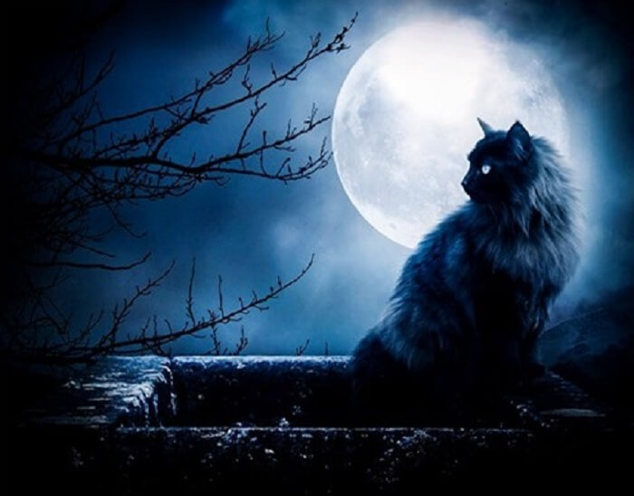 Hình nền Con Mèo đen đi Dạo Vào Ban đêm Tưởng Tượng Vẽ Tranh ảnh Bìa Sách  Chụp ảnh Cho Bối Cảnh Nền Sơn động Vật Tưởng Tượng Background Vector để  tải