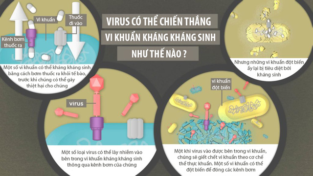 Đâu chỉ gây bệnh, có hàng trăm nghìn tỷ virus đang sống thiện lành trong cơ thể chúng ta - Ảnh 3.