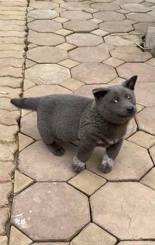 Nhiều người còn đặt câu hỏi không biết Dúi có phải là chó lai mèo không nữa