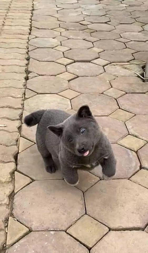 Nhìn thế này, bảo sao Nguyễn Văn Dúi chả hot