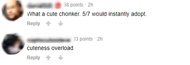 Hot như nhiều idol thật sự, chú chó Nguyễn Văn Dúi trở thành ngôi sao mạng, được yêu thích trên toàn cầu - Ảnh 8.