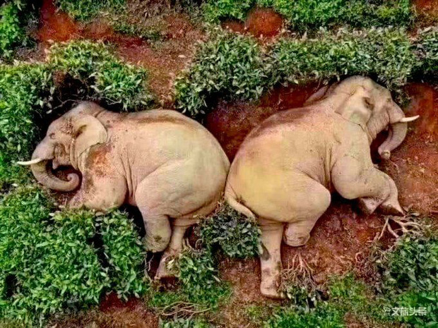 Buồn đời, hai chú voi mượn rượu giải sầu rồi say bí tỉ nằm ôm nhau trong bụi cây - Ảnh 1.