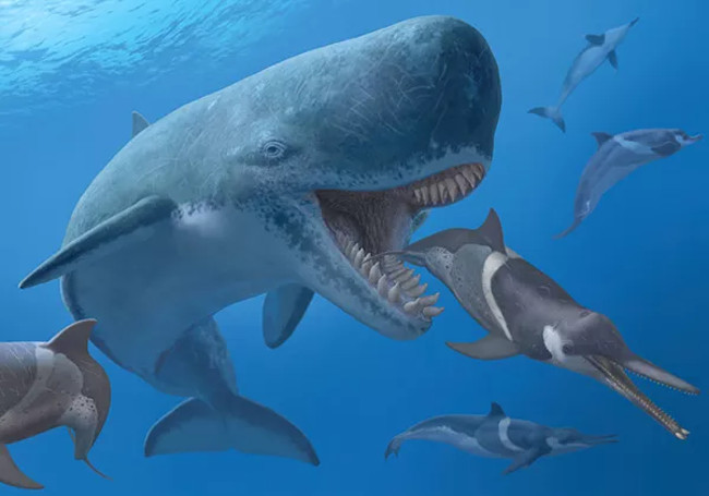 Cá Voi Cổ Đại Melvillei, Cơn Ác Mộng Của Siêu Cá Mập Megalodon