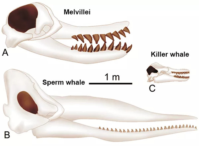 Cá voi cổ đại Melvillei, cơn ác mộng của siêu cá mập Megalodon - Ảnh 3. Cá voi cổ đại Melvillei, cơn ác mộng của siêu cá mập Megalodon - Ảnh 3.
