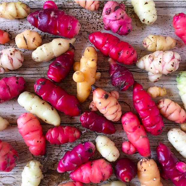 Những loại rau củ kỳ lạ nhất thế giới: Ngô 7 màu, xúp lơ trông như xương rồng - Ảnh 15.