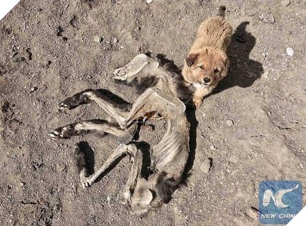 Chú chó nhỏ buồn bã nép mình bên xác khô của mẹ khiến cư dân mạng xúc động về tình mẫu tử - Ảnh 4.