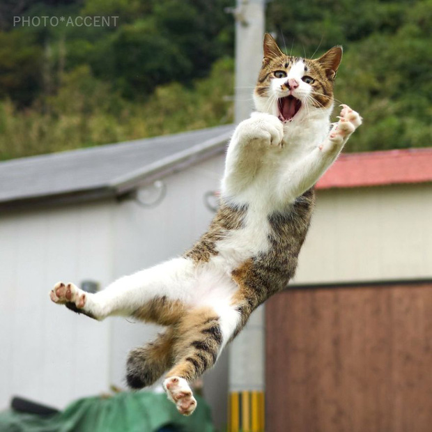 Chết cười với những chú mèo tập võ luyện chưởng như phim kiếm hiệp - Ảnh 7.