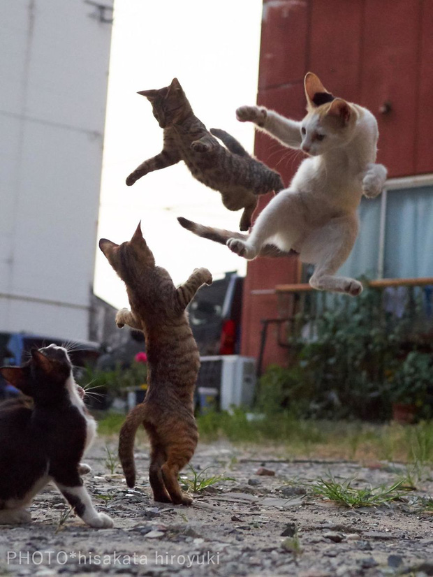 Chết cười với những chú mèo tập võ luyện chưởng như phim kiếm hiệp - Ảnh 3.