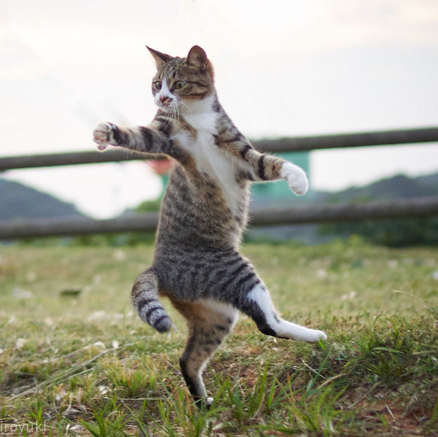 Chết cười với những chú mèo tập võ luyện chưởng như phim kiếm hiệp - Ảnh 17.