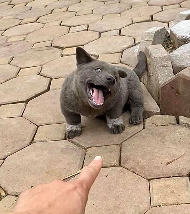 Độ khủng từ sức hút của idol Nguyễn Văn Dúi: Fanpage vài ngày tuổi đã hơn 100.000 follow, video trên Tiktok gần 10 triệu lượt xem - Ảnh 1. Độ khủng từ sức hút của idol Nguyễn Văn Dúi: Fanpage vài ngày tuổi đã hơn 100.000 follow, video trên Tiktok gần 10 triệu lượt xem - Ảnh 1.