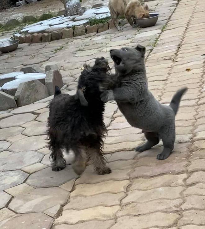 Độ khủng từ sức hút của idol Nguyễn Văn Dúi: Fanpage vài ngày tuổi đã hơn 100.000 follow, video trên Tiktok gần 10 triệu lượt xem - Ảnh 6. Độ khủng từ sức hút của idol Nguyễn Văn Dúi: Fanpage vài ngày tuổi đã hơn 100.000 follow, video trên Tiktok gần 10 triệu lượt xem - Ảnh 6.