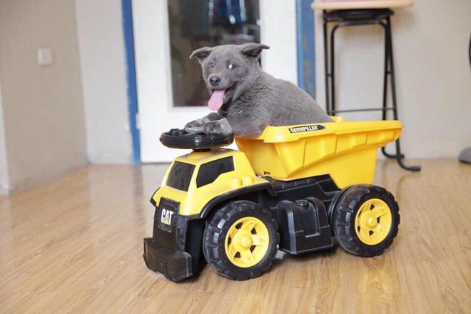 Độ khủng từ sức hút của idol Nguyễn Văn Dúi: Fanpage vài ngày tuổi đã hơn 100.000 follow, video trên Tiktok gần 10 triệu lượt xem - Ảnh 11. Độ khủng từ sức hút của idol Nguyễn Văn Dúi: Fanpage vài ngày tuổi đã hơn 100.000 follow, video trên Tiktok gần 10 triệu lượt xem - Ảnh 11.