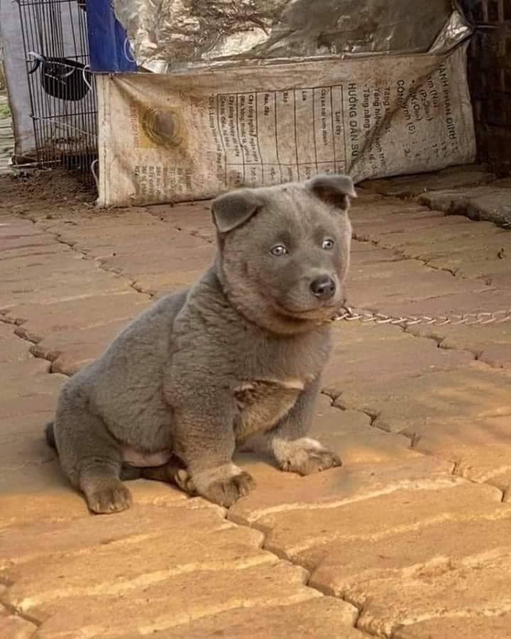 Độ khủng từ sức hút của idol Nguyễn Văn Dúi: Fanpage vài ngày tuổi đã hơn 100.000 follow, video trên Tiktok gần 10 triệu lượt xem - Ảnh 4. Độ khủng từ sức hút của idol Nguyễn Văn Dúi: Fanpage vài ngày tuổi đã hơn 100.000 follow, video trên Tiktok gần 10 triệu lượt xem - Ảnh 4.