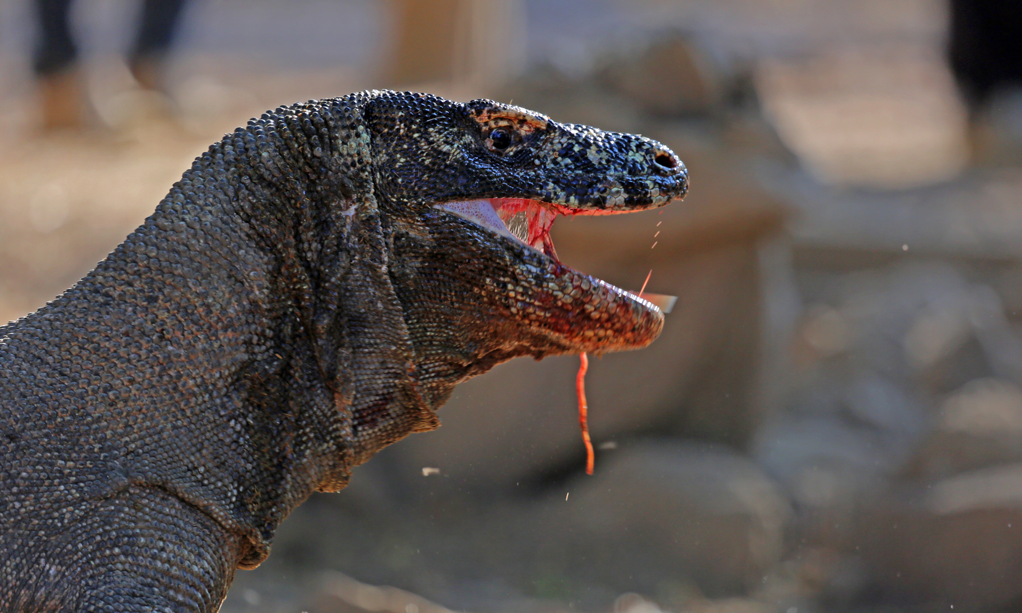 Hãy cùng khám phá thế giới của những con rồng Komodo khổng lồ, chúng là một trong những sinh vật lớn nhất của thế giới động vật và cực kì hấp dẫn!