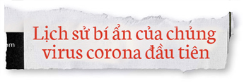 Lịch sử bí ẩn của họ virus corona: Từ cơn cảm lạnh thông thường đến những đại dịch toàn cầu - Ảnh 2.