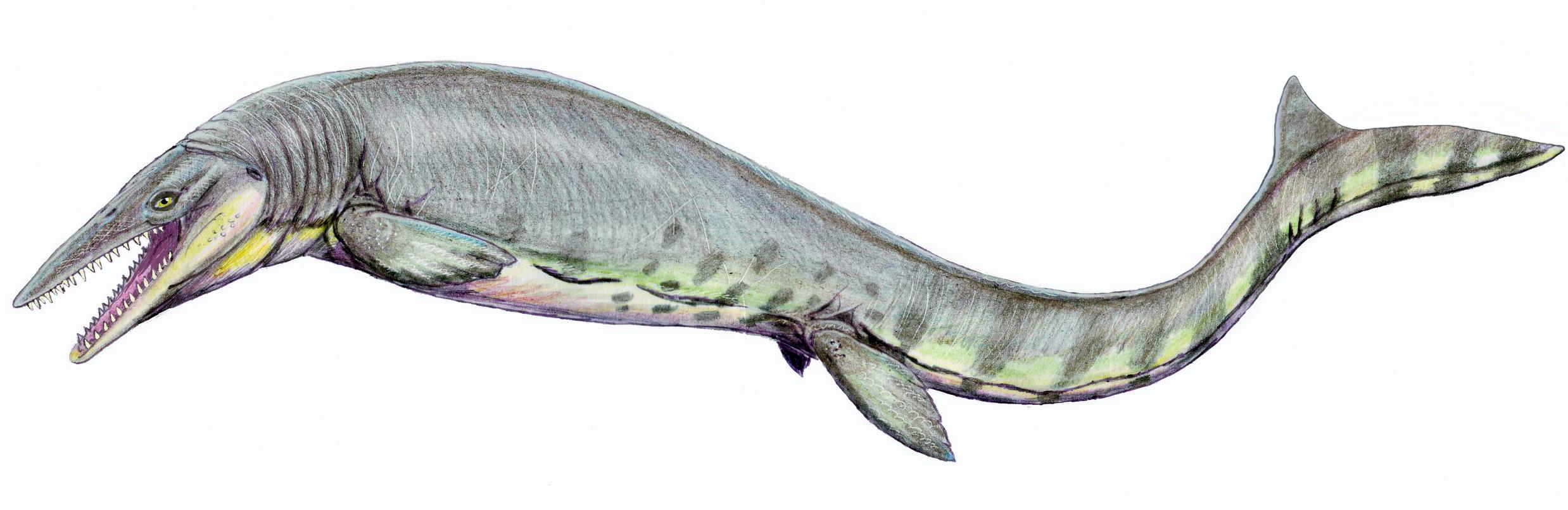 Megalodon Hình ảnh Sẵn có - Tải xuống Hình ảnh Ngay bây giờ - Cá mập  megalodon, Cá mập, Vẽ - Hoạt động - iStock